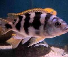 Special 6 African Cichlid Mbuna Thick Bar Chitimba