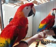 Two beautiful Scarlet Macaws looking for a new home