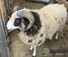 Jacob Sheep for sale
