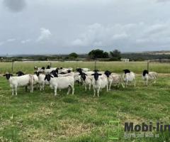 Dorper Ram Lambs For Sale