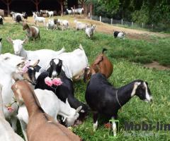 Dairy and meat goats for sale