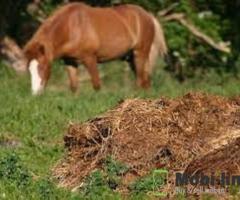 PROFESSIONAL ANIMAL WASTE CLEAN UP SERVICES IN ATLANTA