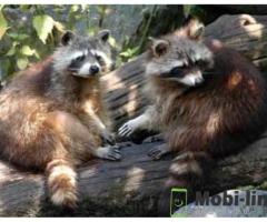 THE MOST EFFECTIVE RACCOON REMOVAL SERVICE IN THE USA WITH URBAN WILDLIFE CONTROL.