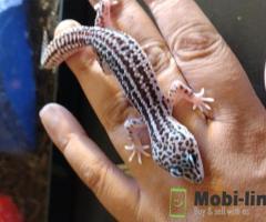 3 baby leopard geckos