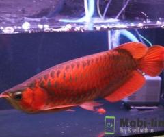 Asian Red Arowana fish For Sale
