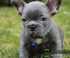 French Bulldog puppies