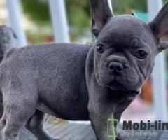 French Bulldog puppies